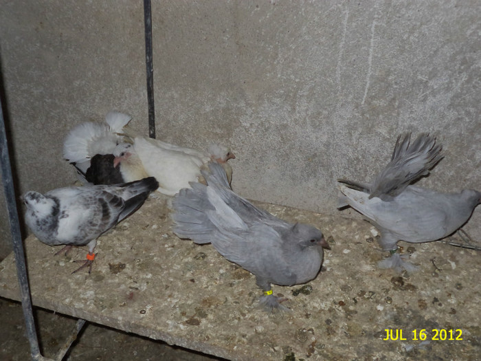 DSC00276 - Puii 2012 D