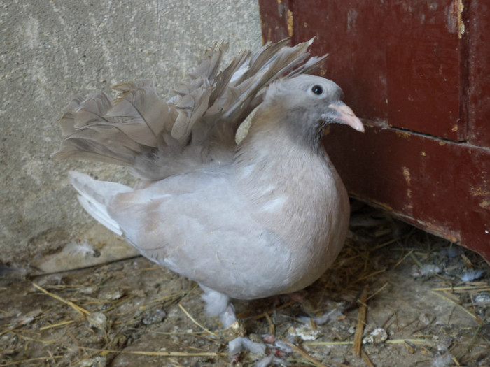 DSC00416 - Puii 2012 D