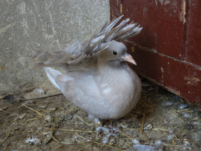 DSC00417 - Puii 2012 D