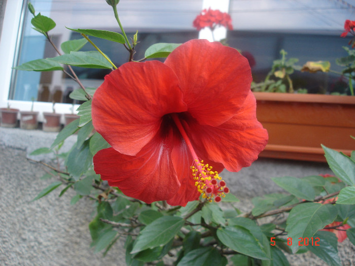 DSC05350 - Hibiscus 2012