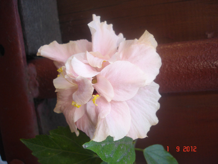 DSC05459 - Hibiscus 2012