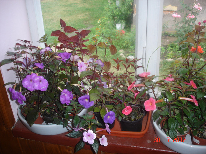 DSC05340 - Achimenes