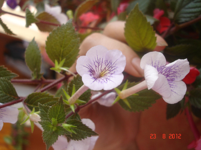 DSC05364 - Achimenes