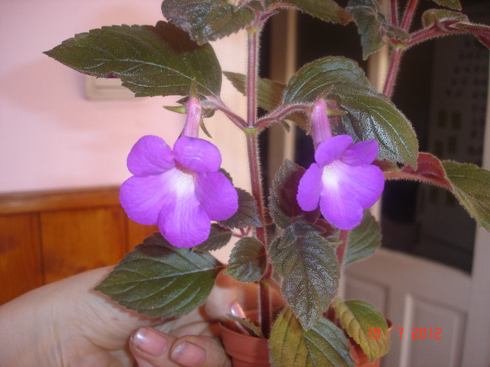 DSC05267 - Achimenes