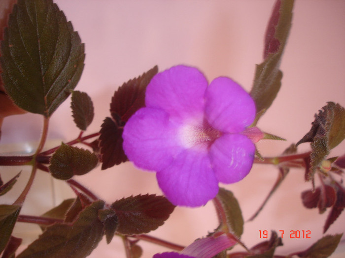 DSC05268 - Achimenes