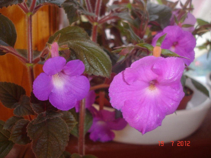 DSC05269 - Achimenes