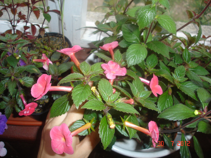 DSC05330 - Achimenes