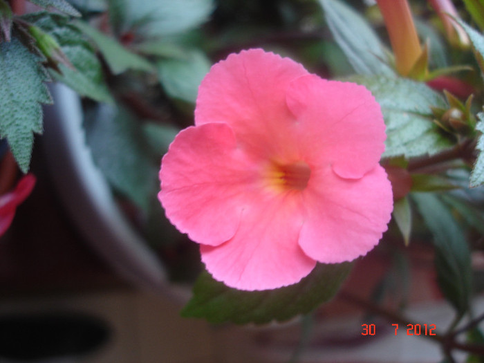 DSC05332 - Achimenes