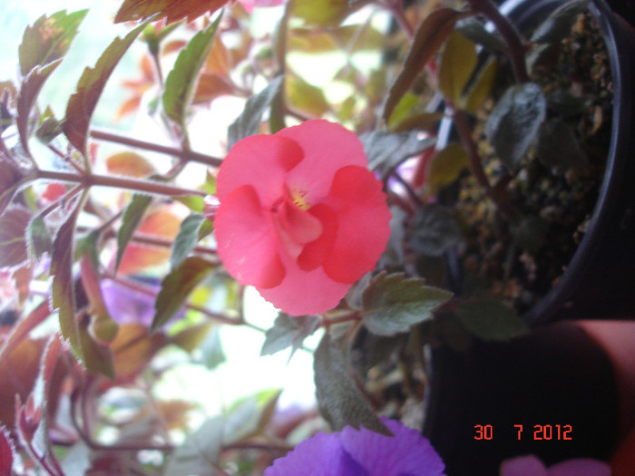 DSC05334 - Achimenes