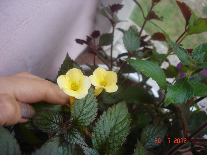 DSC05338 - Achimenes