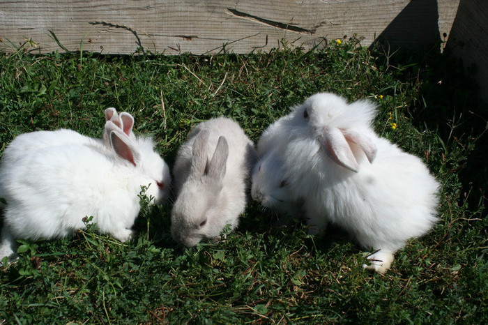 iepurasi pitici vara 2012