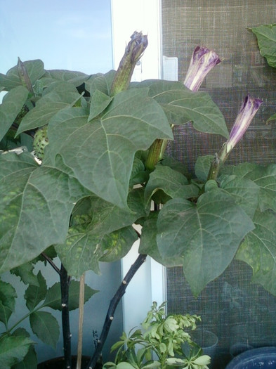 datura mov - septembrie 2012