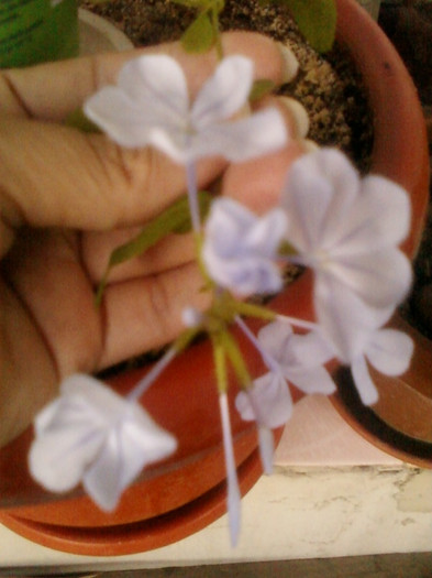 plumbago bleu (auriculata)