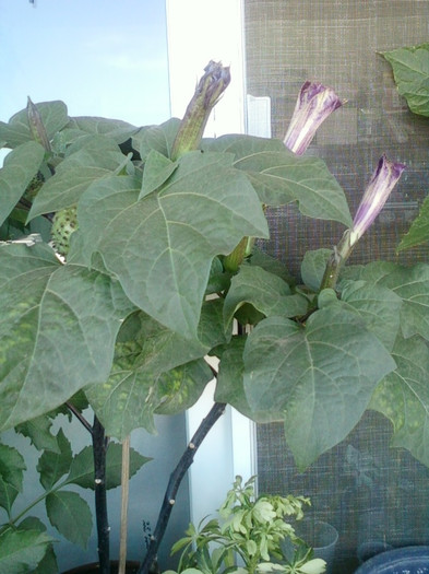 1 septembrie 2012-flori 009 - brugmansia si datura