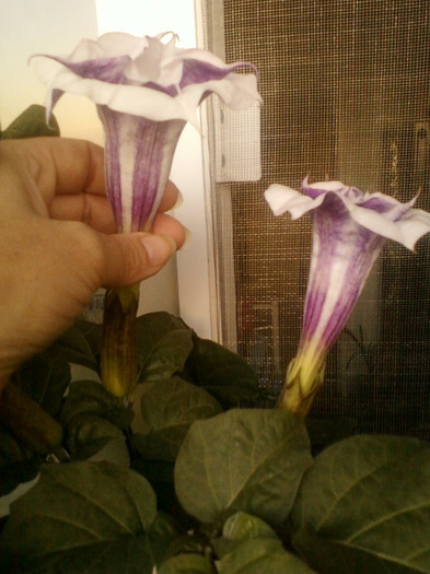 1 septembrie 2012-flori 031 - brugmansia si datura