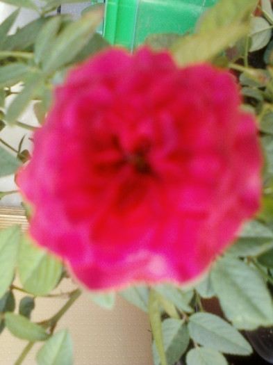 1 septembrie 2012-flori 004 - mini rosa