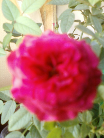mini rosa-rosie
