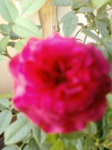 1 septembrie 2012-flori 007 - mini rosa