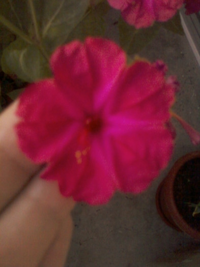 1 septembrie 2012-flori 019 - mirabilis jalapa