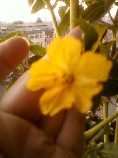 1 septembrie 2012-flori 023 - mirabilis jalapa