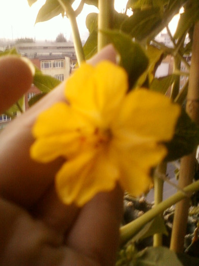 mirabilis galben - mirabilis jalapa