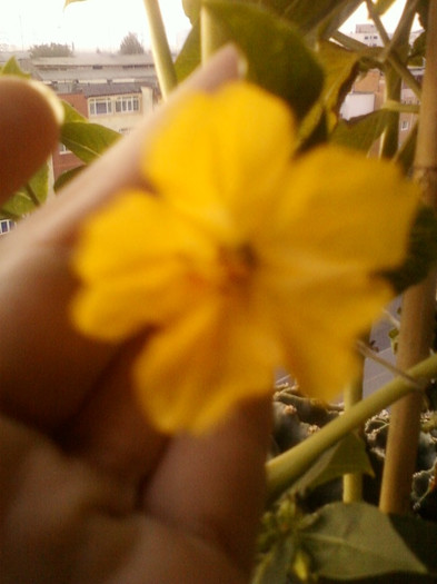 1 septembrie 2012-flori 025 - mirabilis jalapa