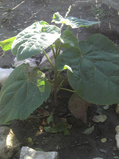 2012-08-28 17.30.08 - Paulownia