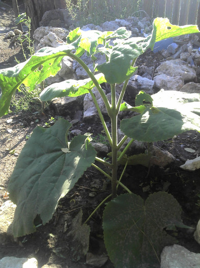 2012-08-28 17.31.43; Paulownia Necuratata
