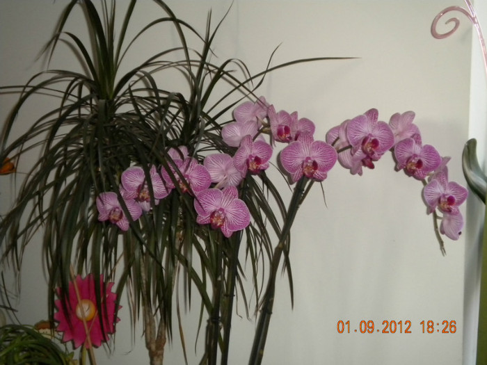  - orhidee 2012