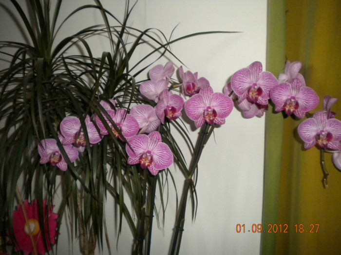  - orhidee 2012