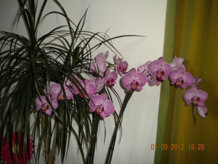 - orhidee 2012