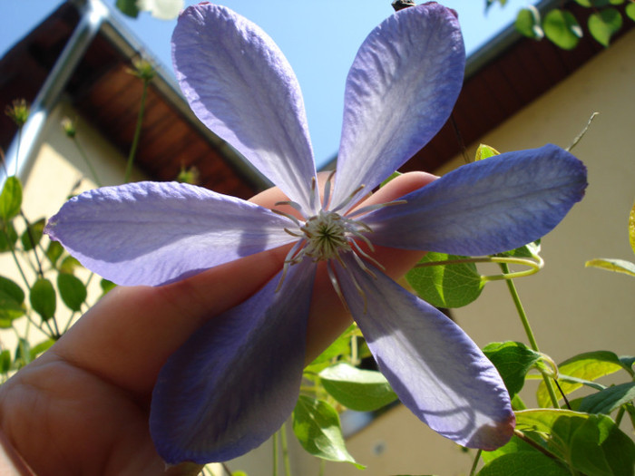 "Mrs. Cholmondeley", 01.09.2012 - Clematis 2012