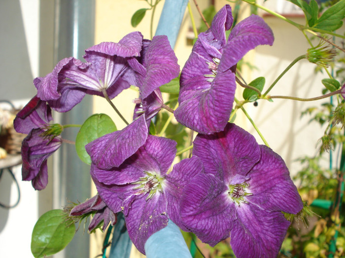 "Royal Velours" - Clematis 2012