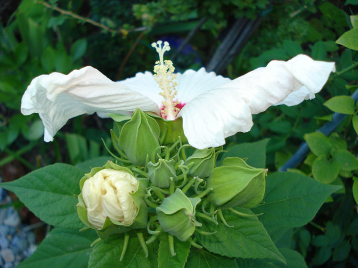 01.09.2012 - Hibiscus moscheutos