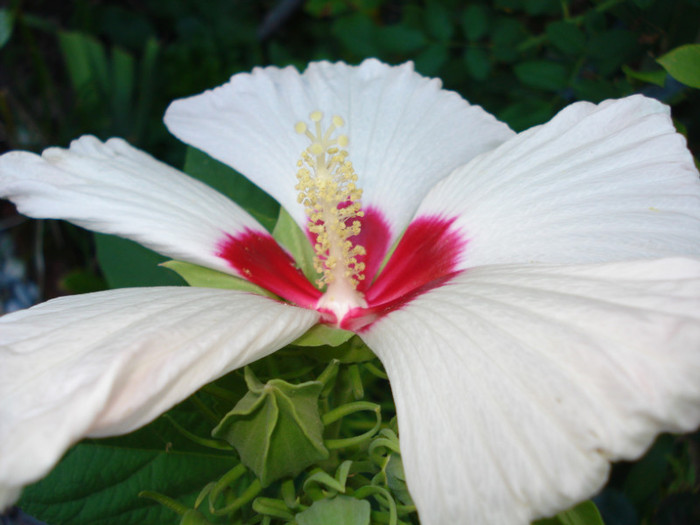 DSC07618 - Hibiscus moscheutos