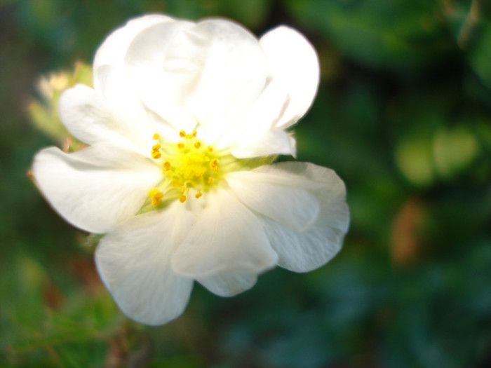 Potentilla_fruticosa_Abbotswood - Vara 2012