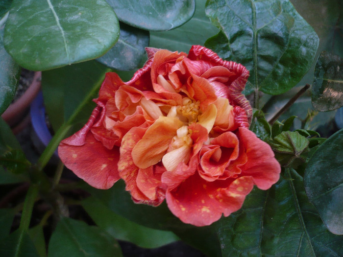 P1180004