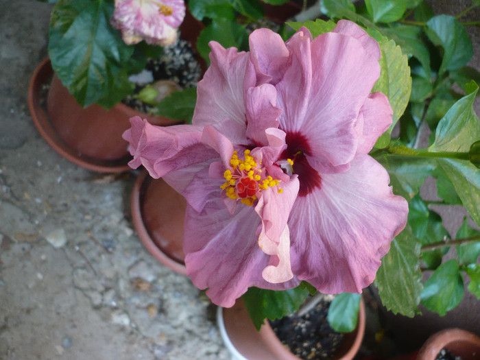 P1180007