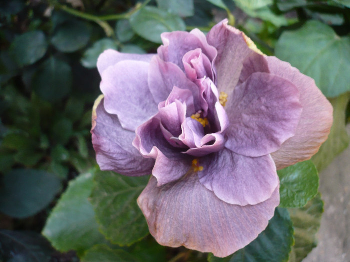 P1180018