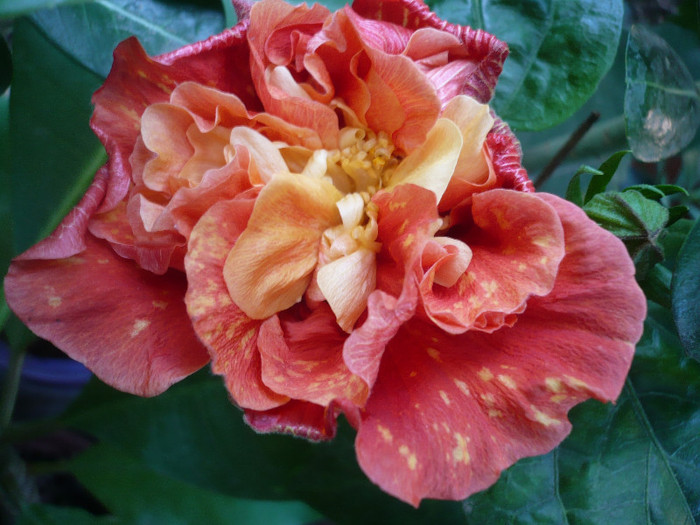 P1180041