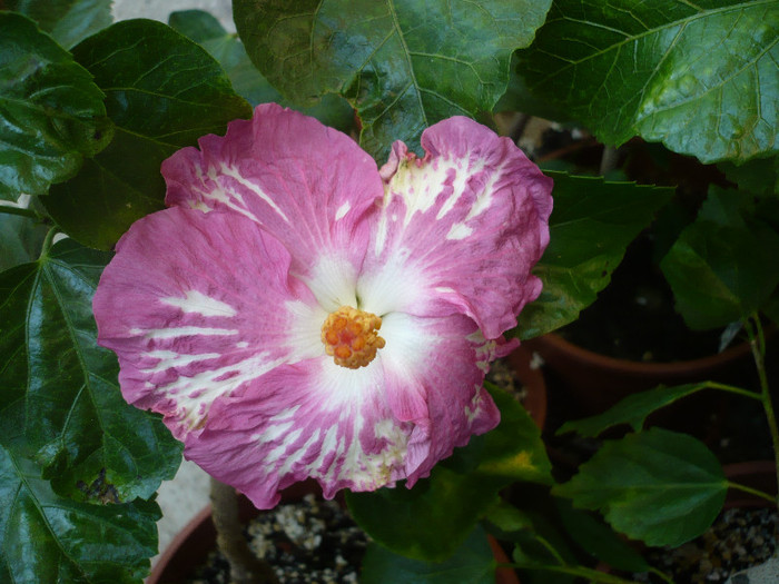 P1180043