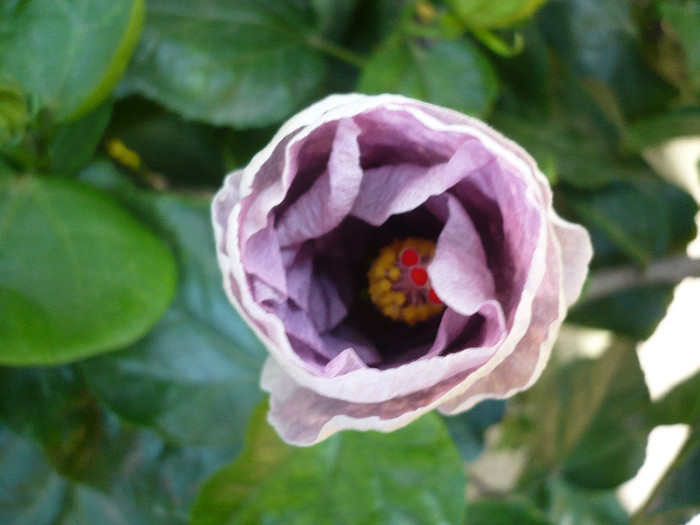 P1180045