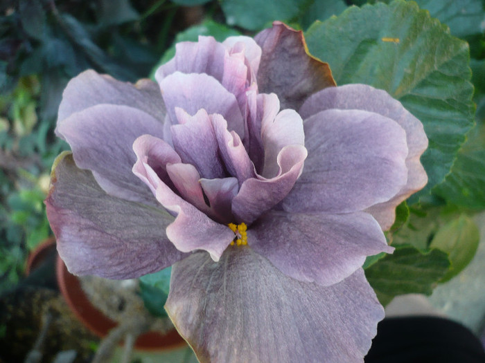 P1180050