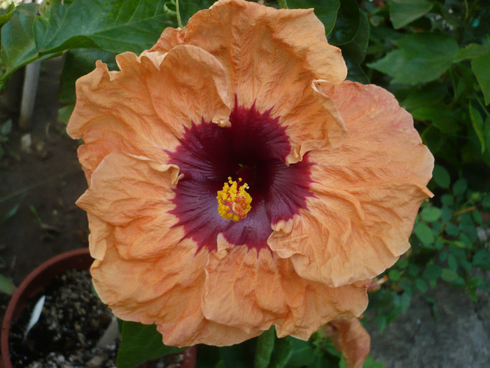 P1180055