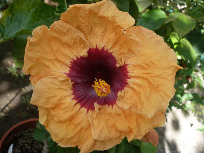 P1180062