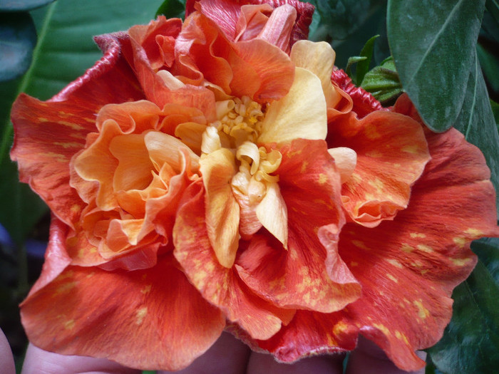 P1180065