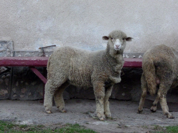 for1; mielusica tigaie
