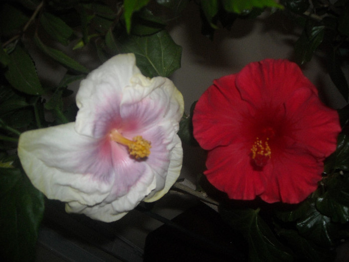 Hibiscus Tahitian Lavander Pastel +  Helene