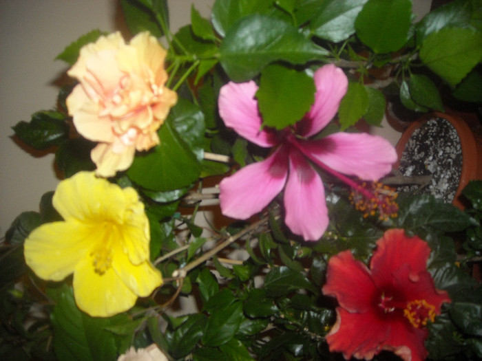Hibiscus grup
