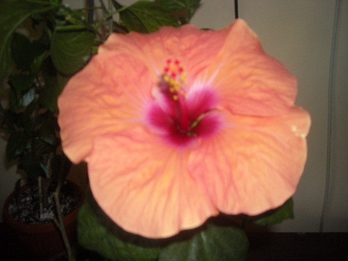 Hibiscus Lagos Orange
